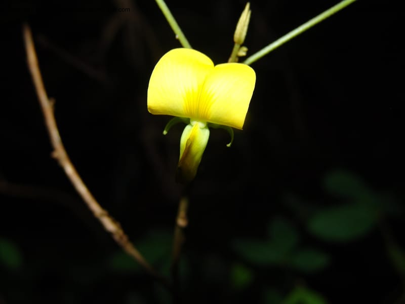 Crotalaria--Kenya. Limuru. Forest fragment near Brackenhurst Ctr. 11 Jul 04. 032.jpg