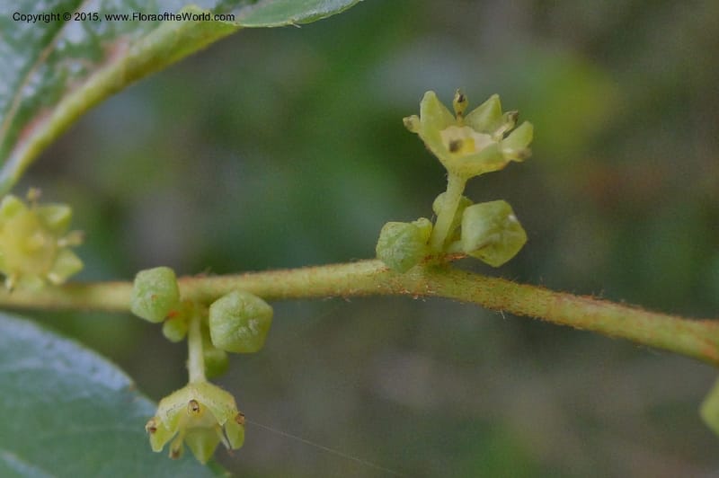 Ziziphus, Regalado 1915--Viet Nam. Da Ha to Tan Not R. Sta. 14 May 2011. 092 (10).jpg