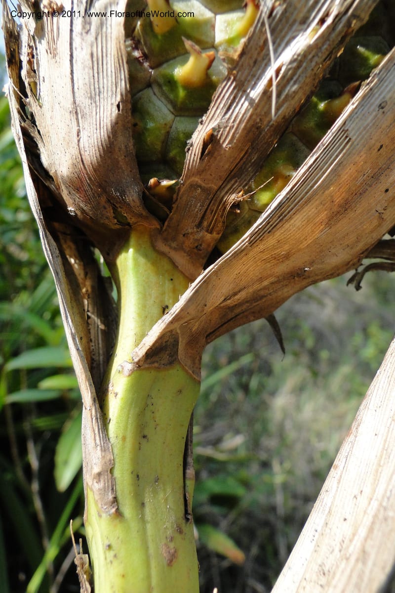 Pandanus urophyllus, Regalado 1955--Viet Nam. Forest Block 19. 15 May 2011. 019 (10).jpg