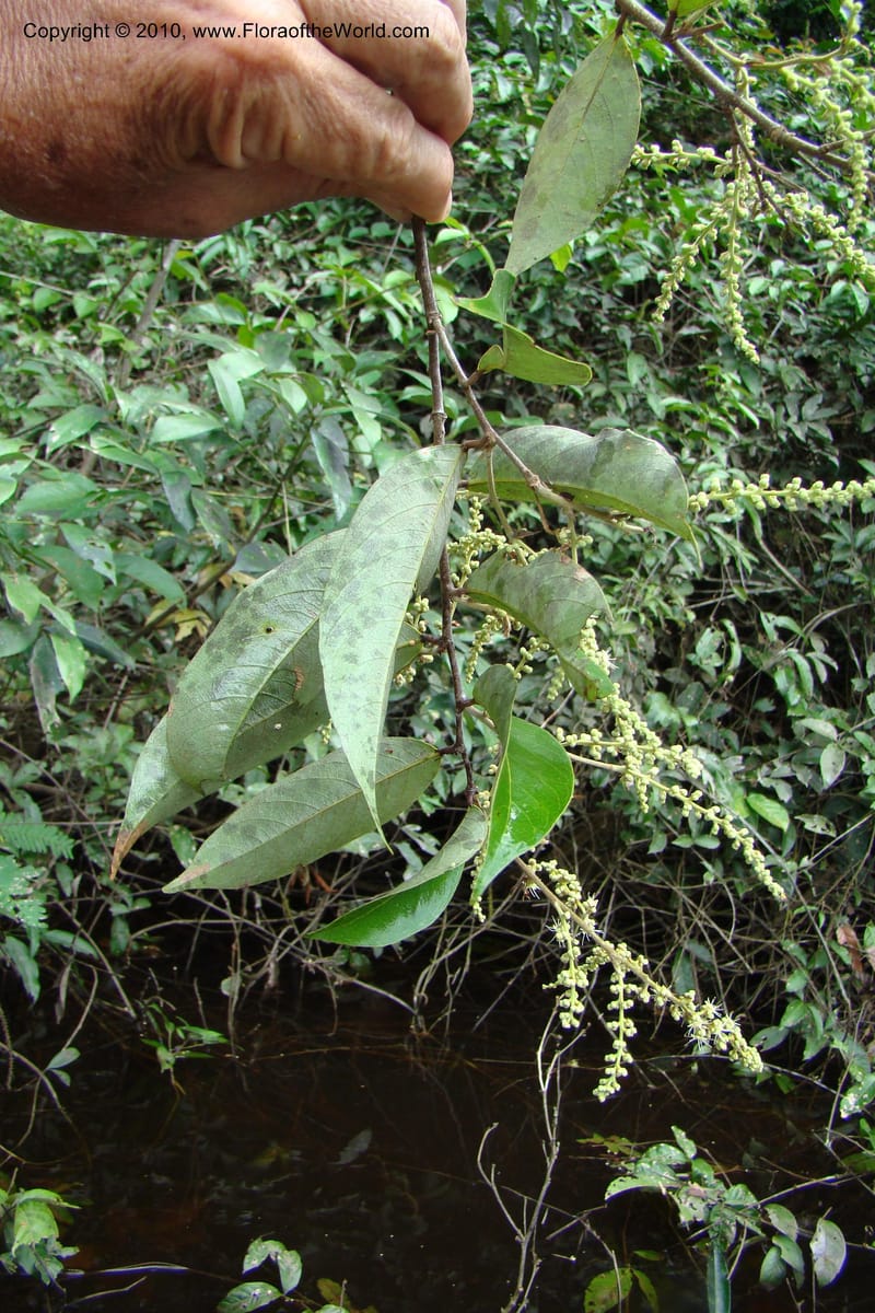 Licania, RVasquez34846--Peru. Loreto. Dist. Nauta. Qbda Nawapa, Rio Tigre. 11 Nov 08. 611.jpg