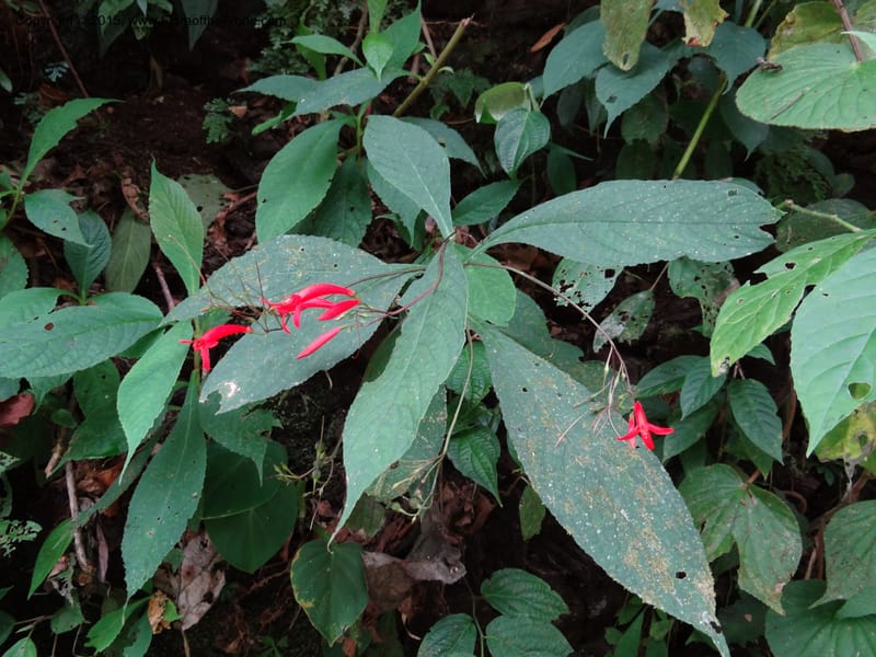 Tetranema gamboanum, Hammel 26109--Costa Rica. Road into Ranchos Tinamu. 3 Mar 2012. DSC03548 (121).JPG
