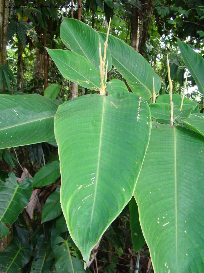 Ischnosiphon inflatus, RAguilar11183--Costa Rica. Puntar. Osa. Los Mogos. 17 Apr 08. 311.jpg