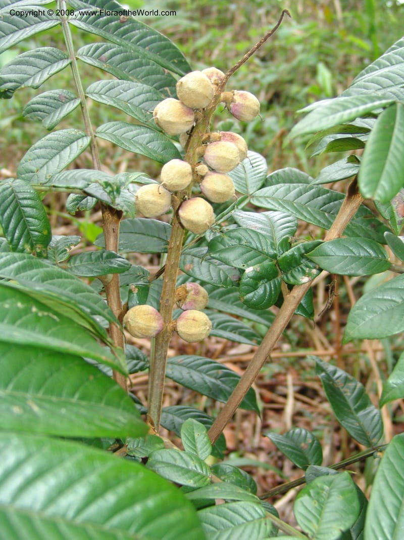 Bersama abyssinica ssp paulinioides, RGereau6880--Tanz. Nawenge For. Res., Mahenge. 20 Feb 06. 037.jpg