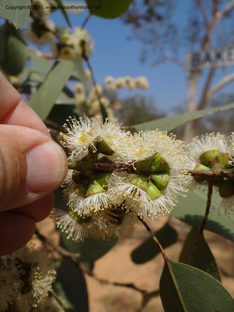 Eucalyptus platyphylla, B. Gray 9065--Australia. Queensland. Bakerville. 22 Sep 2011. (13).JPG