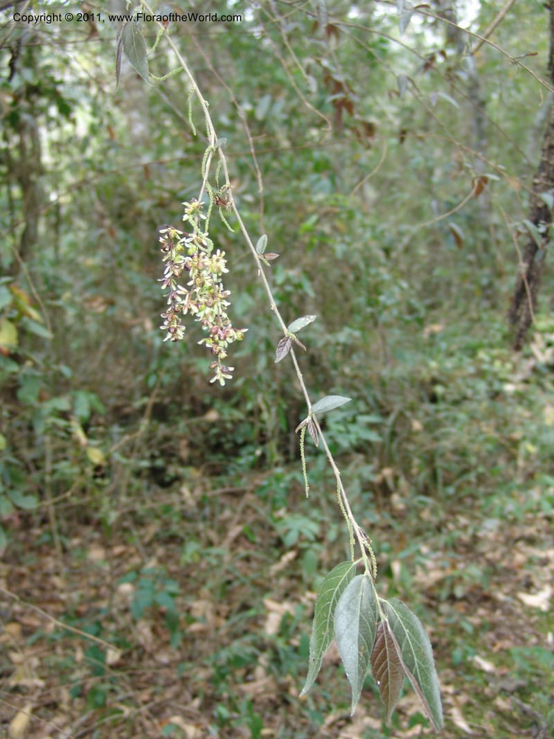 Acalypha diversifolia, AraujoM2900--Bolivia. F. Tamayo. Rio Machariapu. Limon. 17 Sep 06.  125.jpg