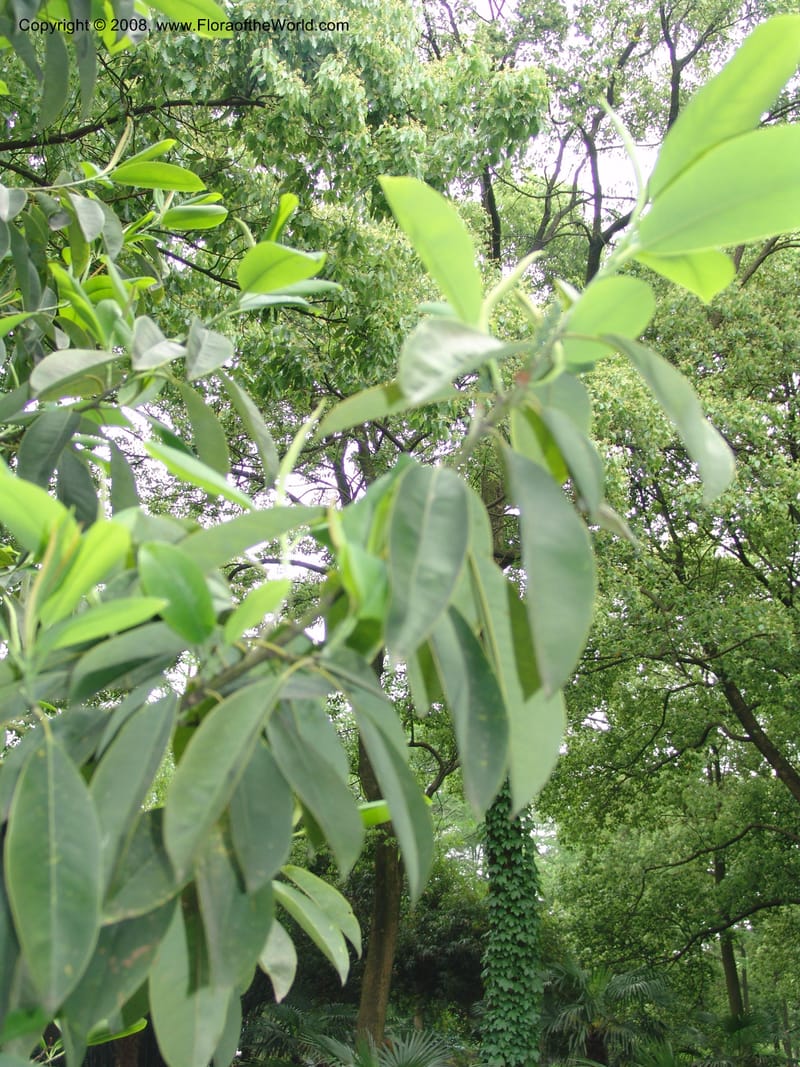 Michelia--China. Hubei. Wuhan Botanical Garden. 24 Apr 07. 033.jpg
