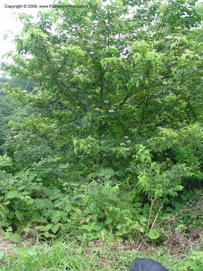 Cornus brachypoda--Japan. Honshu. Shiga Pref. Ibukiyama. 18 Jul 03. 061.jpg