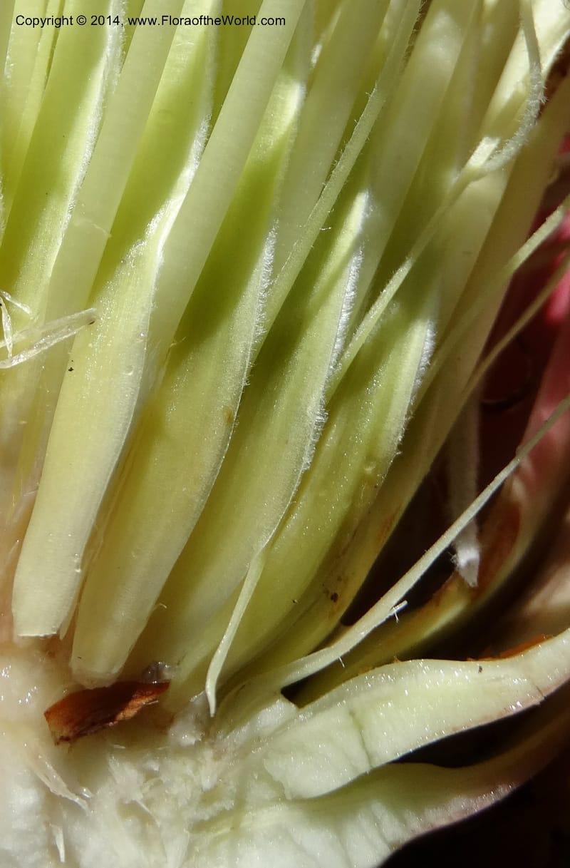 Protea cynaroides, Davidson, C 12315--South Africa. Western Cape. E. side, Fernkloof. 24 Jan 2014. DSC01799 (150).JPG