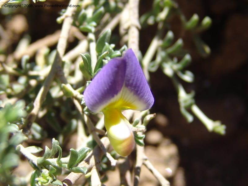 Lotononis sericophylla--So.Africa. E. Cape. Joubert's Pass, SE of Lady Gray. 9 Mch 05. 097.jpg