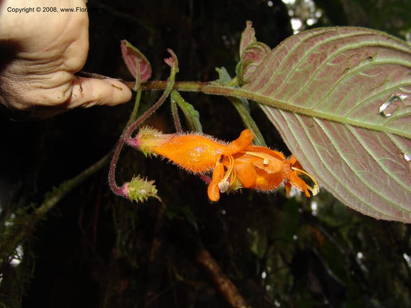 Columnea strigosa, Croat94580--Ecuador. Prov. Pichincha. Reserva Bellavista. 14 Feb 05. 147.jpg
