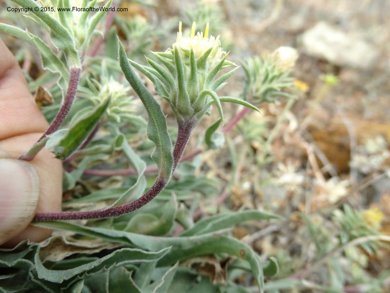 Pyrrocoma, Davidson, C 12630--ID. Idaho Co. Seven Devils Campground. 11 Aug 2014. DSC00412 (32).JPG