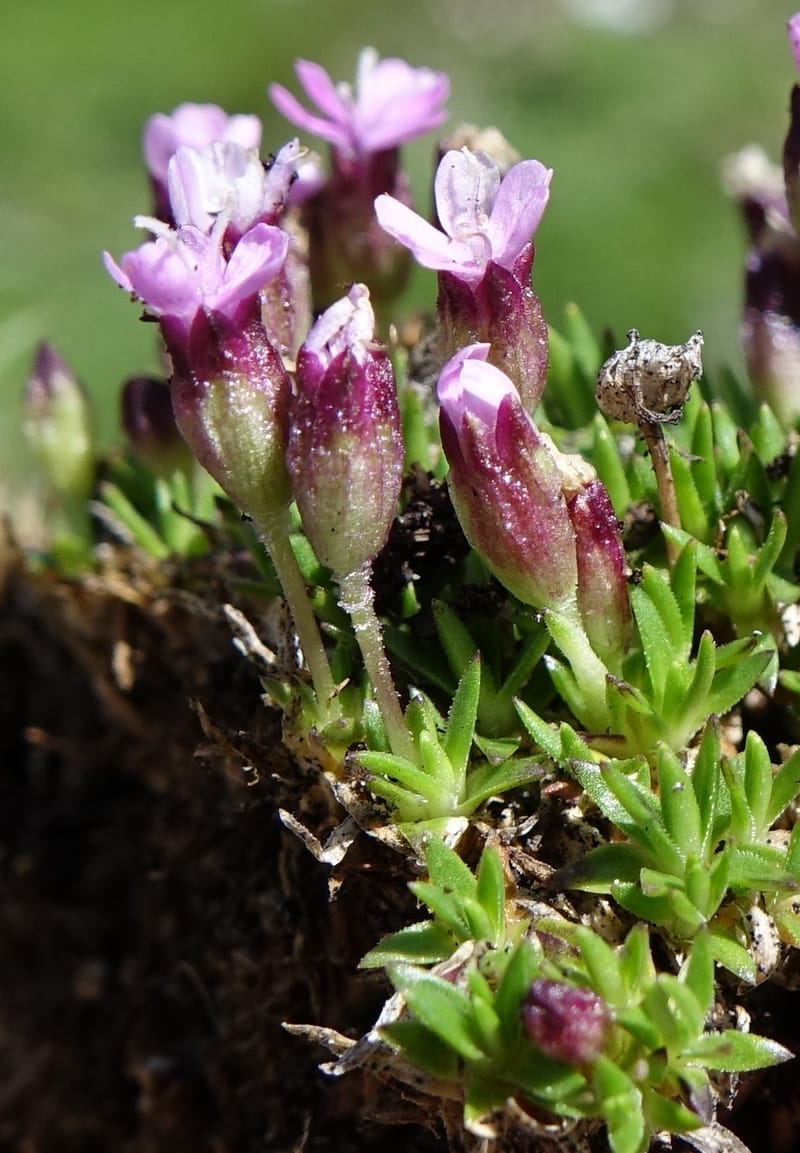 Silene exscapa, Callmander, M 1279--Switzerland. Furkapass. 1 Jul 2016. DSC06826 (178).JPG