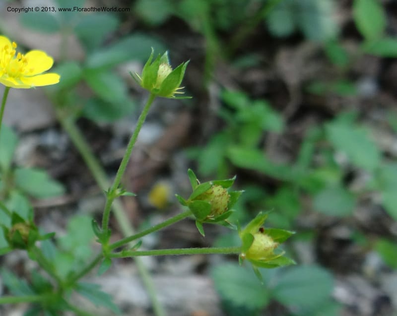 Potentilla kleiniana, Li Pan 1205278--China. Zhejiang Prov. Shunxi Village. 28 May 2012. DSC00347 (319).JPG