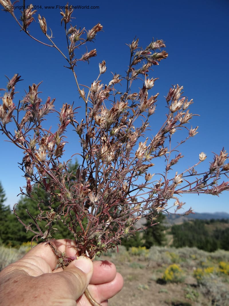 Cordylanthus capitatus, Davidson, C 12234--ID. Ada County. Idaho Bird Observ. Lucky Peak. 16 Sep 2013. DSC07497 (20).JPG