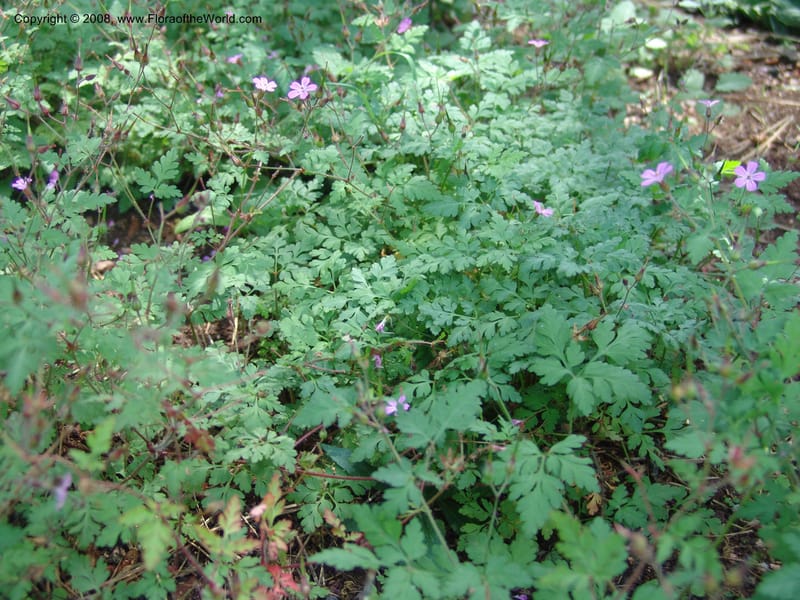 Geranium robertianum--AZ. Arboretum at Flagstaff. 3 Sep 04. 087.jpg