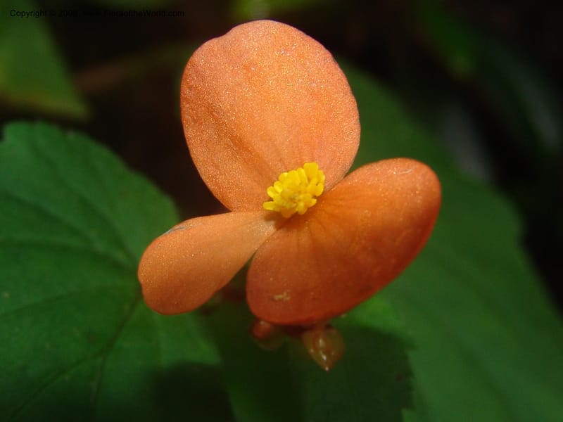 Begonia sutherlandii--So.Africa. Mpumal. Moodie Mts.  18 Mch 05. 421.jpg