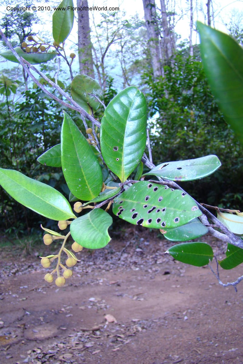 Caraipa parvifolia, Mori 27365--French Guiana. RN 2, E of Regina and E of bridge. 3 Nov 09. 001.jpg