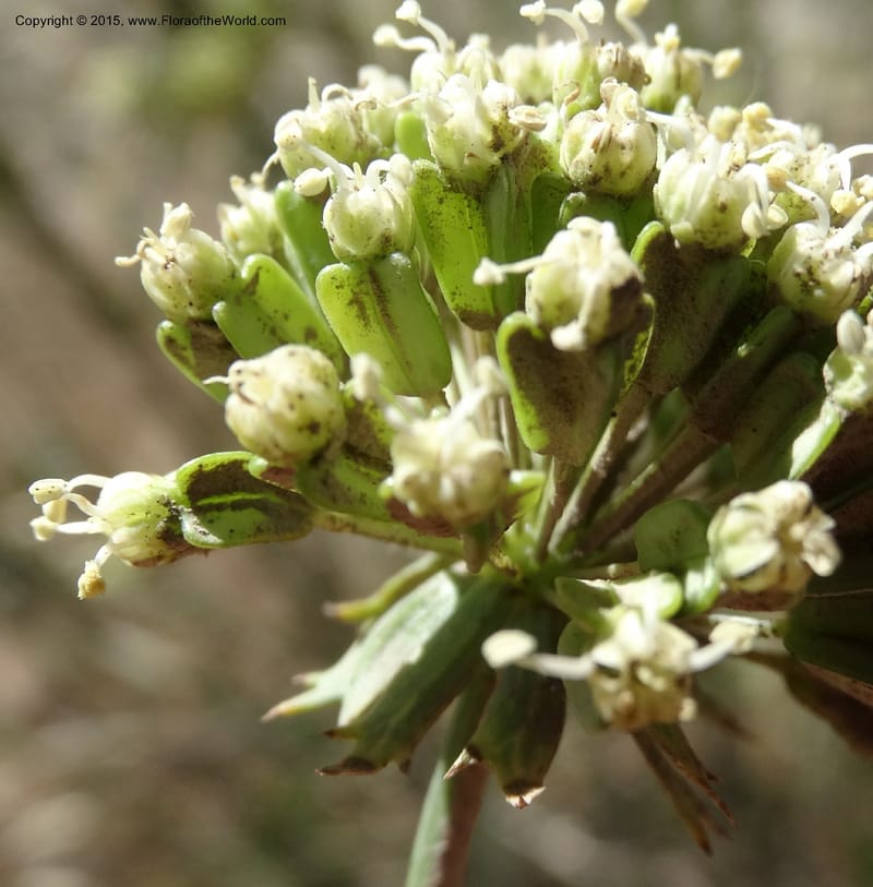 Asteriscium chilensis, Davidson, C 12819--Chile. Ruta J-55 east of Talca. 27 Nov 2014. DSC08479 (50).JPG