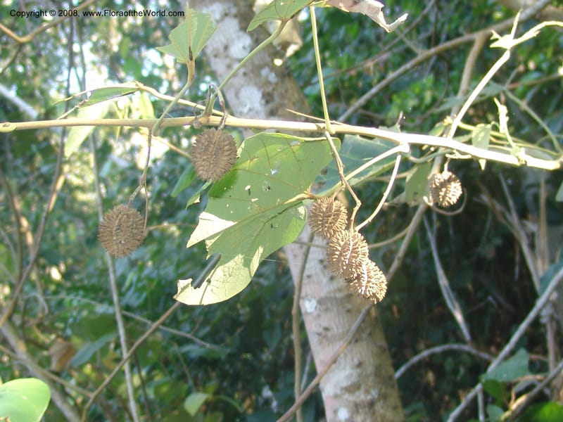 Byttneria pescapraeifolia, AAraujoM3139--Bolivia.  Pq. Nal. Madidi. Laguna Chalalan. 26 Sep 06. 003.jpg