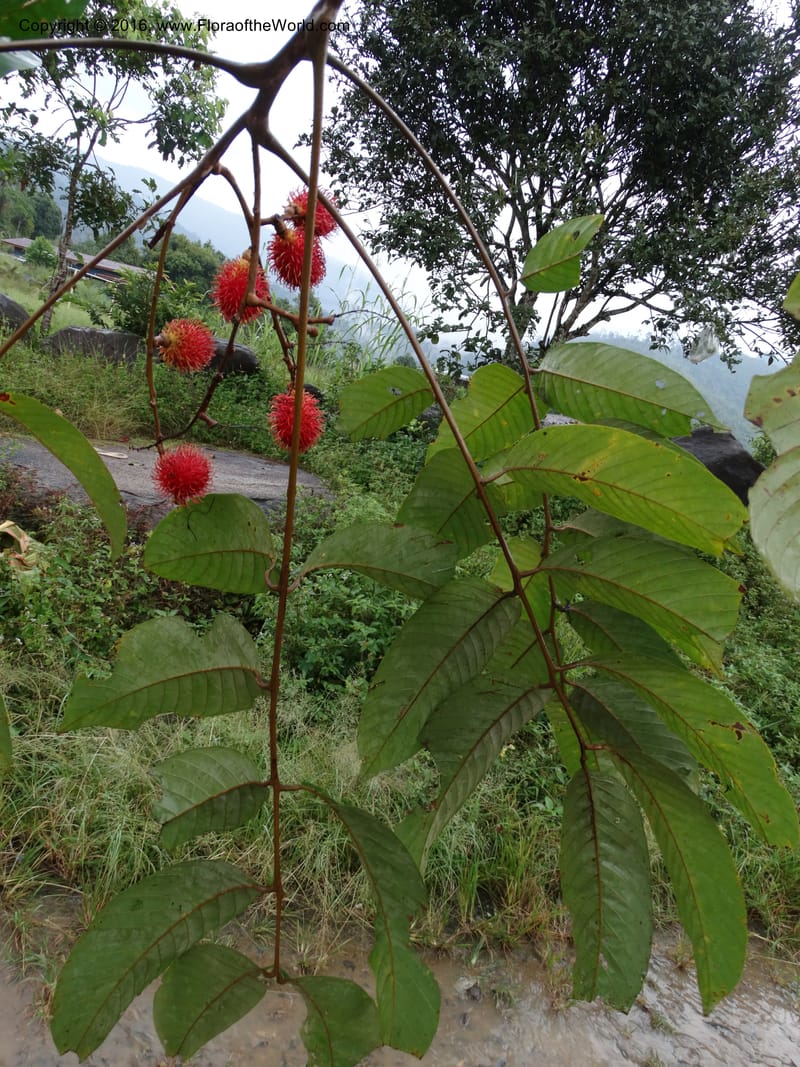 Lepisanthes, Buerki, S 368--Sabah. Sg. Mokodou. 12 Oct 2014. DSC04629 (38).JPG