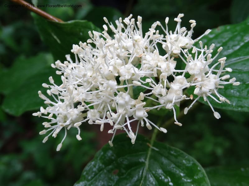 Cornus alternifolia, Davidson, C 13027--North Carolina. Graham Co. Joyce Kilmer Mem. For. 17 May 2015. DSC06075 (7).JPG