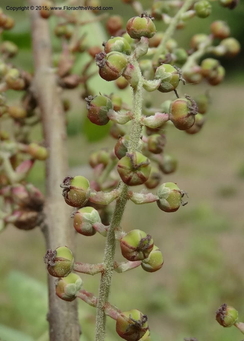 Coriaria nepalensis, Boufford, D 43590--China. Sichuan. Tudiling Tunnel. 6 May 2014. DSC03860 (109).JPG