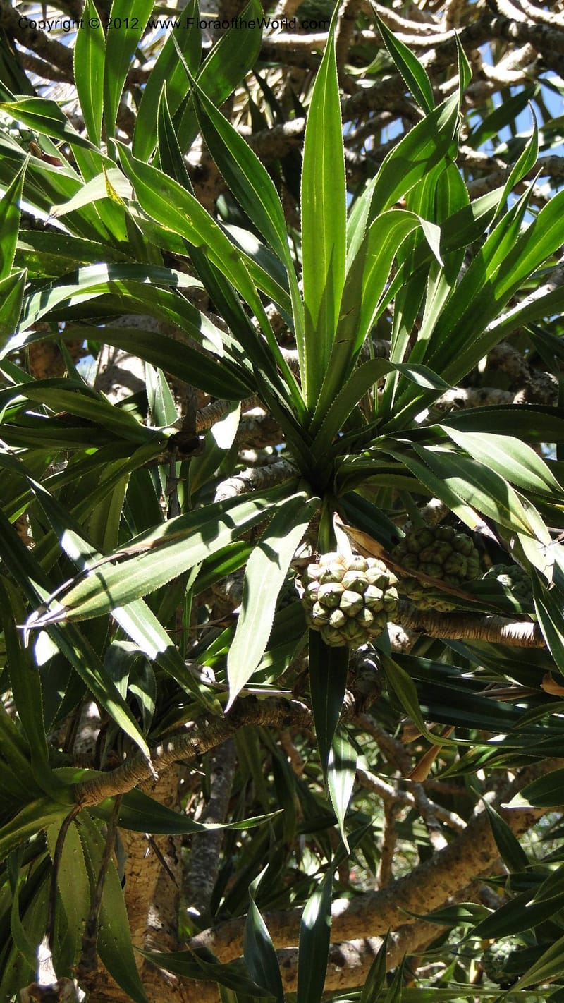 Pandanus vandamii--Madagascar. Tsimbazaza. 30 April 2010 002 (1).jpg