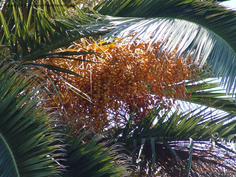 Phoenix canariensis--Spain. Blanes. Marimurtra Bot. Gard. 24 Apr 04. 116.jpg