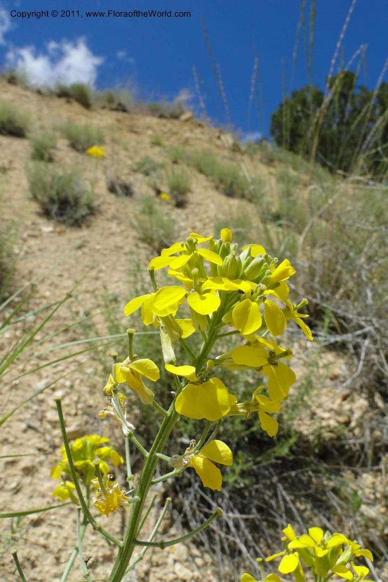 Erysimum capitatum, C. Davidson 11851--Oregon. Malheur Co. Leslie Gulch. 30 June 2011. 194 (1).jpg