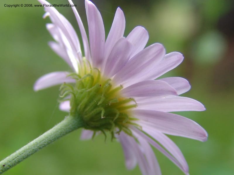 Erigeron peregrinus, CDavidson11118--ID. Adams Co. For. Serv. Rd. 453, to Goose Lk. 20 Jul 07. 217.jpg