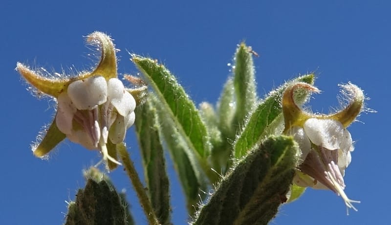Hermannia tomentosa, L. Nanyeni 1231--Namibia. Hwy D1228, stop 1. DSC03368 (25).JPG