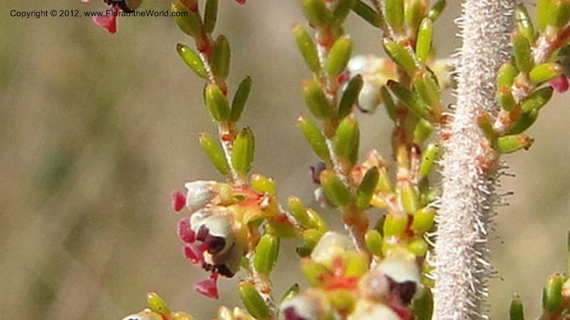 Erica aristata, N. Manjato 178--Madagascar. E of Ambositra toward Antoetra. 2 May 2010 182 (10).jpg