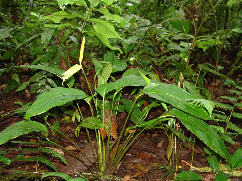 Spathiphyllum, RVasquez31588--Peru. Prov.  Oxa. Estac. Paujil. Camino  Pozo Tigre. 17 Oct 06. 364.jpg