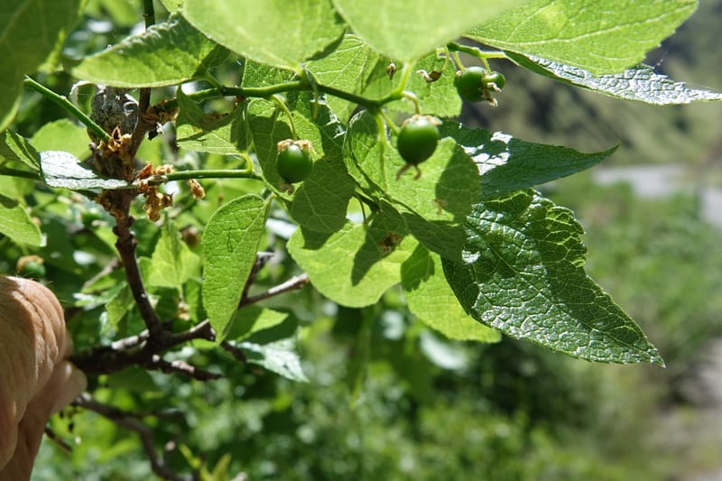 Celtis reticulata, C. Davidson 13581--ID. Idaho Co. Salmon R. Rd. E of Riggins. 24 May 2017. DSC00708. JPG (190).JPG