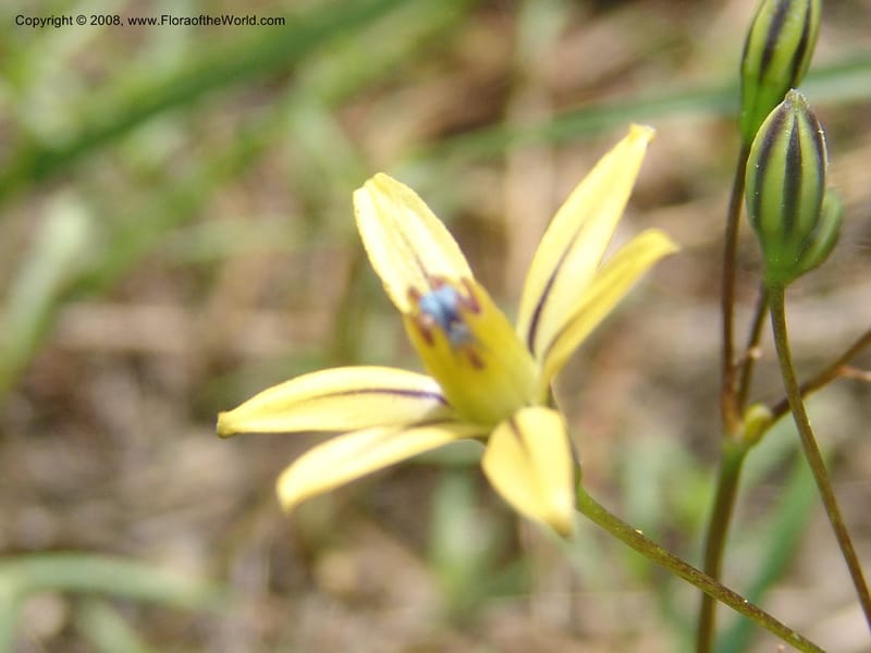 Triteleia  ixioides ssp anilina, CDavidson10913--CA.  Yosemite Nat. Pk. Glacier Pt Rd.  27 Jun 06. 153.jpg