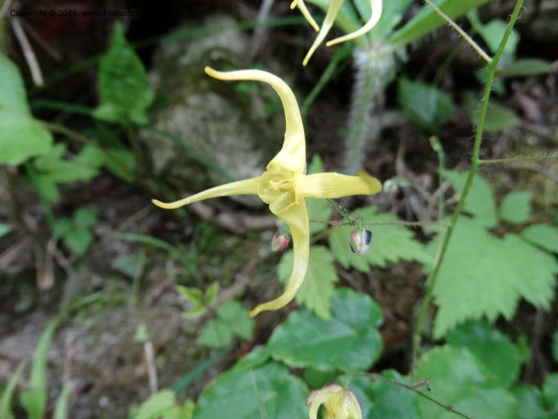 Epimedium, Boufford, D 43586--China. Sichuan. Tudiling Tunnel. 6 May 2014. DSC03860 (197).JPG