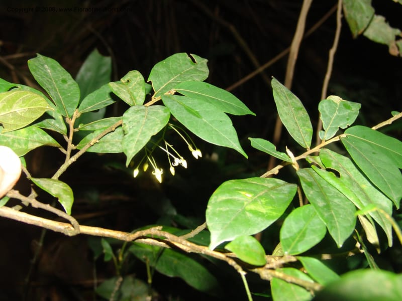 Olax,  MLeal1179--Gabon. Prv. Ogooue-Iv. Lope, Ogooue Riv. 21 Apr 06. 014.jpg