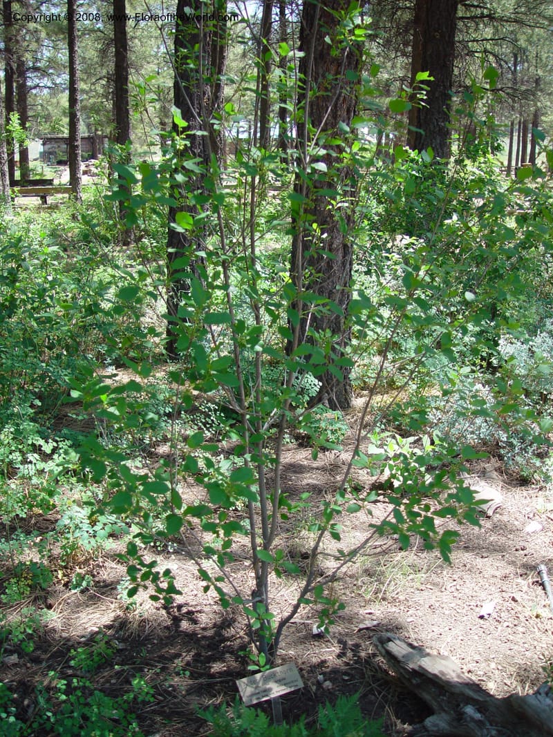 Rhamnus frangula--AZ. Arboretum at Flagstaff. 5 Jun 03. 094.jpg