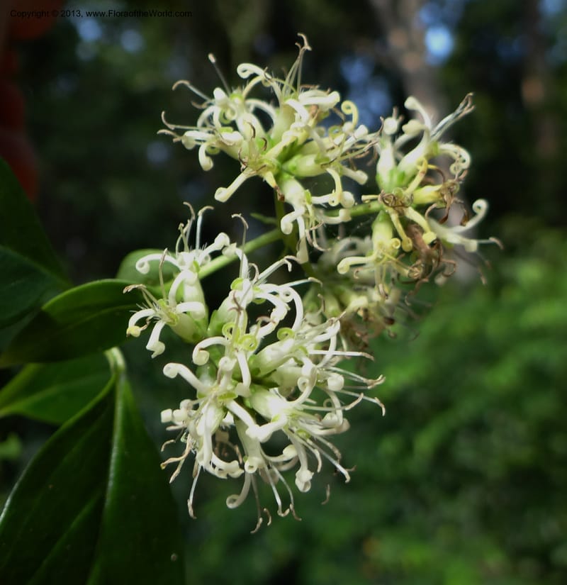 Hedyotis, VC 5667--Thailand. Trang. Peninsula Bot. Gard. Thungkhai. 17 Nov 2012. DSC00231 (10).JPG