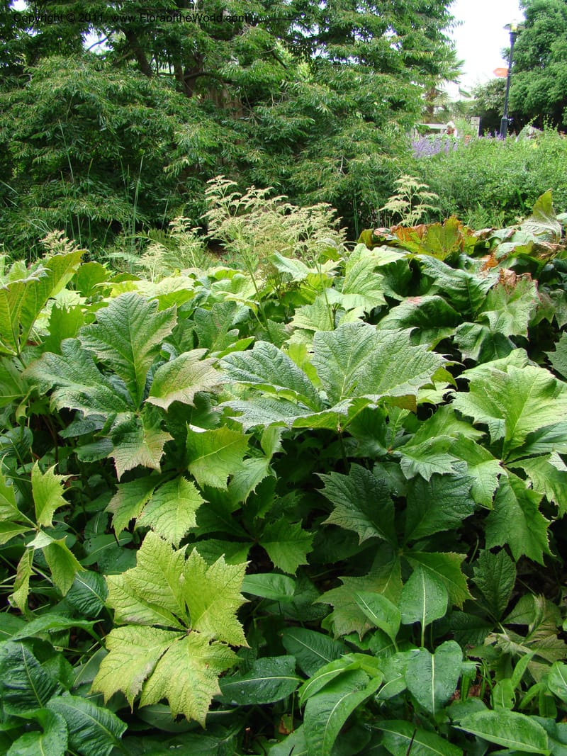 Rodgersia podophylla, 28991-262-91--Canada. BC. Univ. BC Bot. Garden. 27 Jul 08. 026.jpg