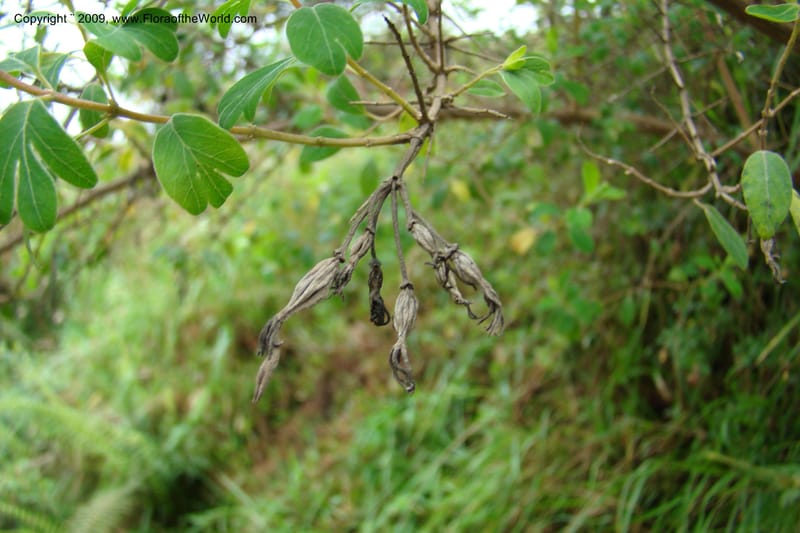 Rhynchotheca--Ecuador. Prov. Cotopaxi. 18 Feb 09. 096.jpg