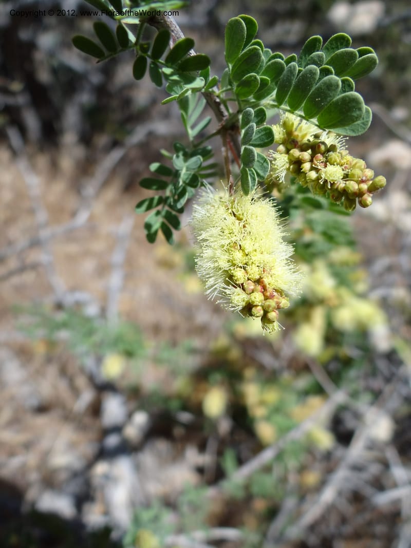 Acacia greggii, Davidson, C 11931--AZ. Yavapai Co. Crown King Rd. 7 May 2012.  (2).JPG