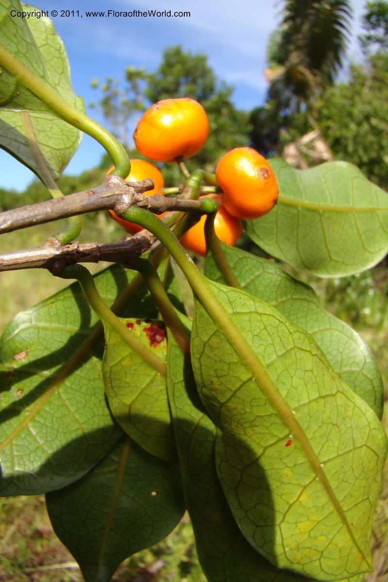 Morinda, Razafindraibe 206--Madagascar. Prov. Fianarantsoa. RN 12. 14 Jan 09. 292 (5).jpg