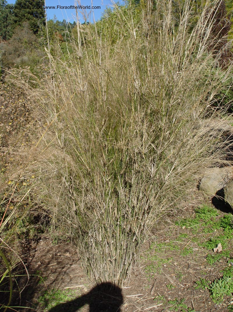 Austrostipa ramosissima, 87.0477--CA. UC Berkeley Bot. Gard. 10 Feb 04. 058.jpg