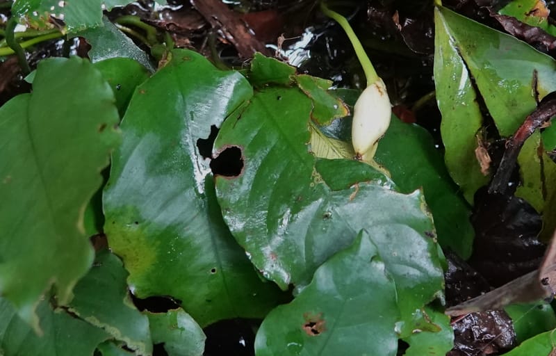 Anubias, C. Davidson 13942--Gabon. Maurel & Prom Oil Rd. 2 Nov. 2018. DSC01376 (45).JPG