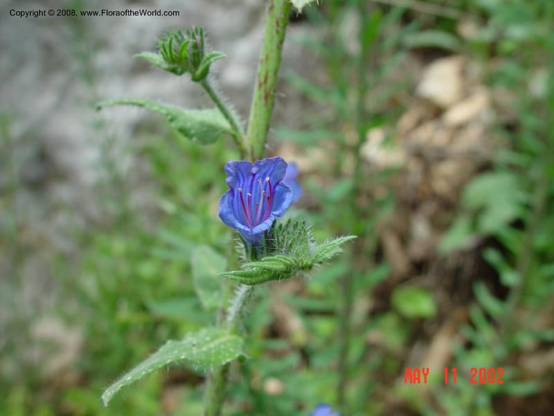 Echium vulgare--Italy. Abruzzo. Subiaco, Saint Scholastica Monastery. 10 May 02.  040.jpg