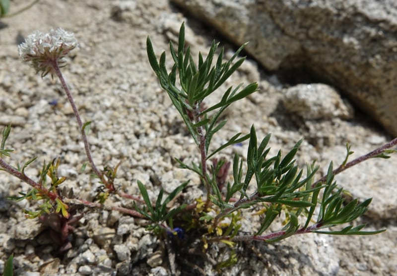 Ipomopsis congesta subsp. viridis, C. Davidson 13714--ID. Boise Co. Scott Mtn. L.O. rd. 15 July 2017. DSC03279 (96).JPG