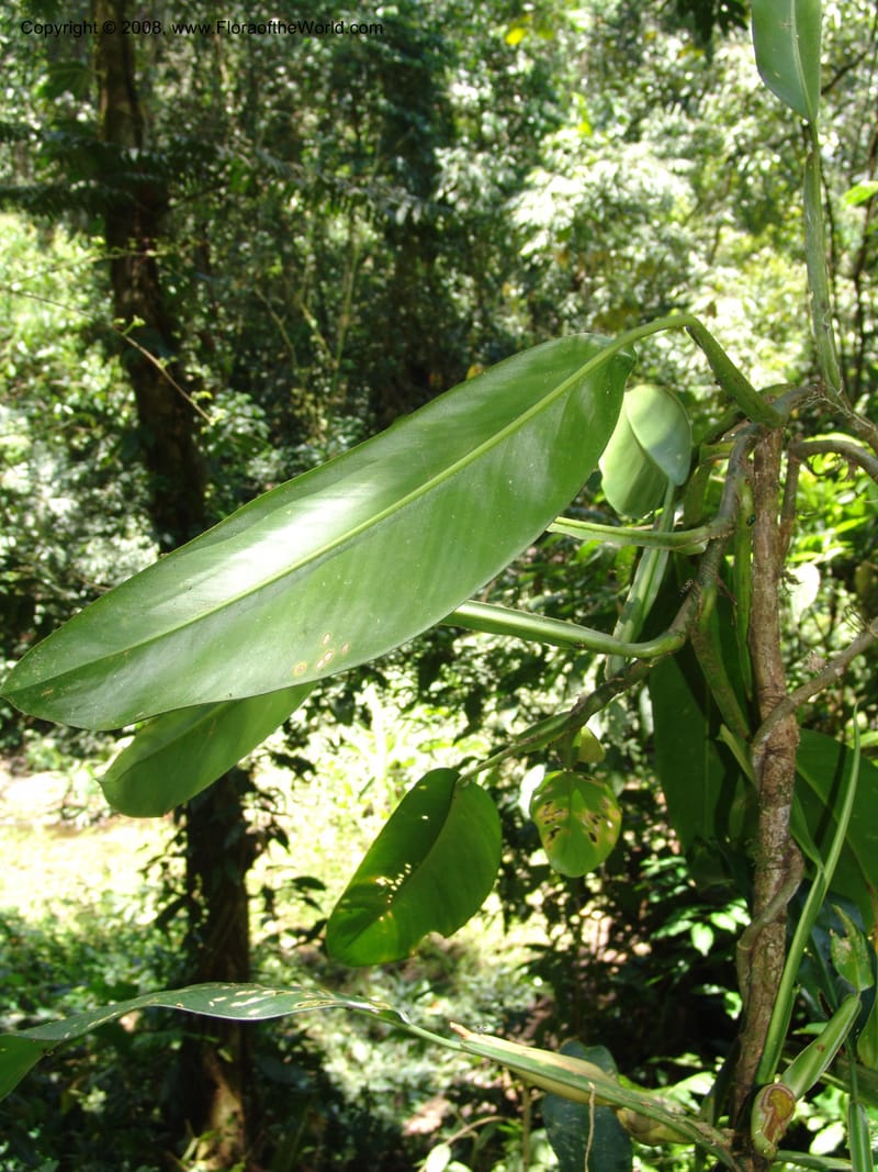 Philodendron, RVasquez33065--Peru. Pillcopata. Qbda Sachavacayoc. 29 Oct 07. 282.jpg