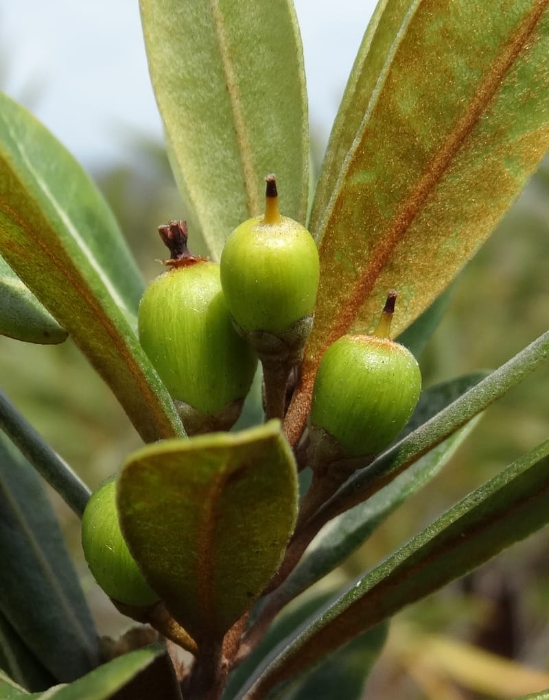 Pleioluma crebrifolia, Munzinger, J 7452--New Caledonia. Tiebaghi. 17 Nov 2015. DSC03437 (83).JPG
