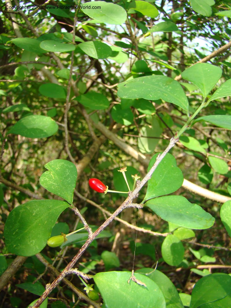 Erythroxylum havanense--Costa Rica. Guanac. Palo Verde Biol. Sta. 6-7 Apr 08. 050.jpg